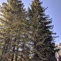 Tilden moon tree