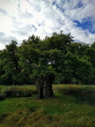 The Royal Oak at Richmond Park, London