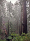 Old growth with fallen redwood