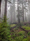 Massive fallen old growth