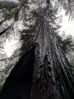 Old growth on McWay creek south fork