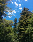 Oakland Tree