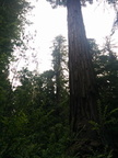 Mother of the forest
