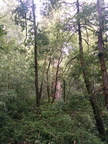 Santa Cruz tree