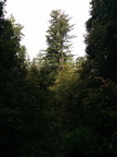 Santa Cruz tree