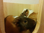 rodent problems