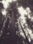 Mendocino tree