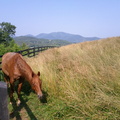 IMG_20110611_095519