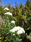 Montara mountain