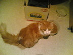Multimedia message