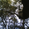 Multimedia message