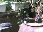 Multimedia message