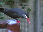Multimedia message