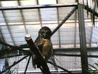 Multimedia message