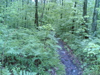 Multimedia message