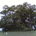 copse of trees