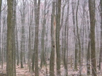laurel highlands