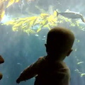 Ada fish