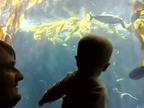 Ada fish