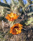 IMG 20200520 183551~2