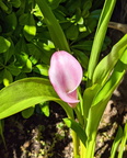 IMG_20200610_100437~3.jpg