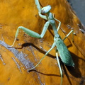 IMG 20201010 232559~2
