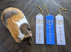Ada jumping and riding awards (pig for scale)