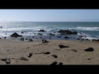 Crazy elephant seals at San Simeon