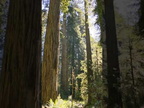 Jedediah Smith Redwoods