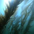 4. SCIII (87)